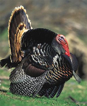 wild turkey wild turkey