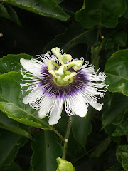 Passion Flower