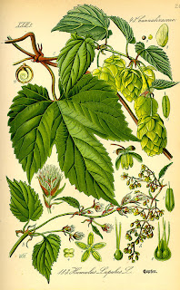 hops illustration from flora von deutschland