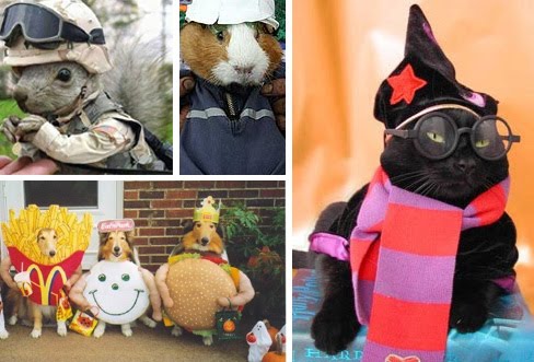 Dressed up pets