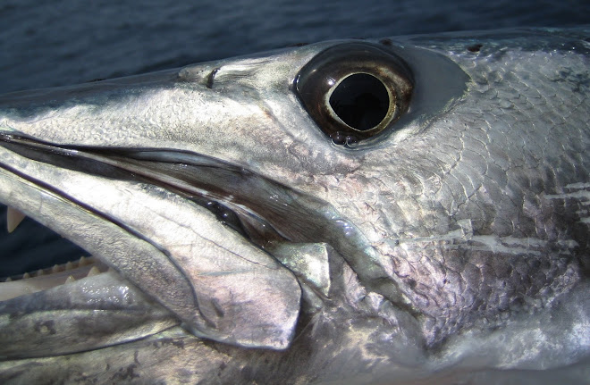 Great Barracuda - Sphyraena barracuda