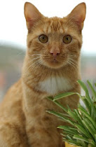 Tabby with Kitty Grass