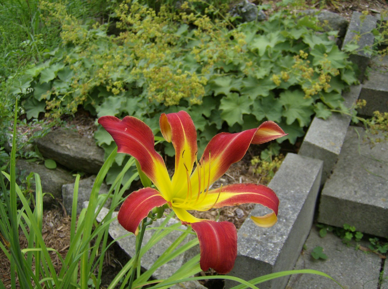 [HPIM1765+Hemerocallis.JPG]