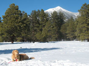 photo of Sophie lying in the snow with the snow-capped Snow Bowl mountain in the background