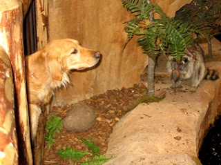 photo of Sophie stretching her neck out to get as close as she could to that raccoon