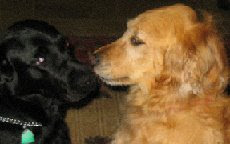 amorous photo of Ramsey and Sophie nuzzling nose to nose