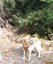 photo of Sophie in the big woods