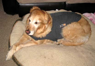 Sophie models the thundershirt