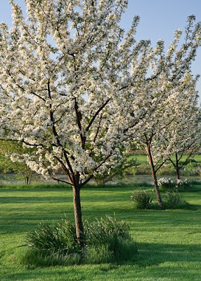 rencontre recherche ruminant 2010