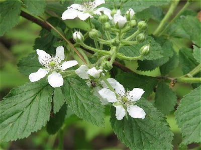 Blackberry Thorns
