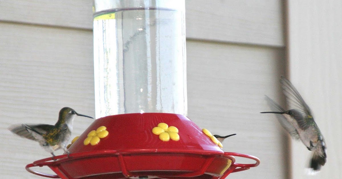 World Bird Sanctuary Hummingbird Season