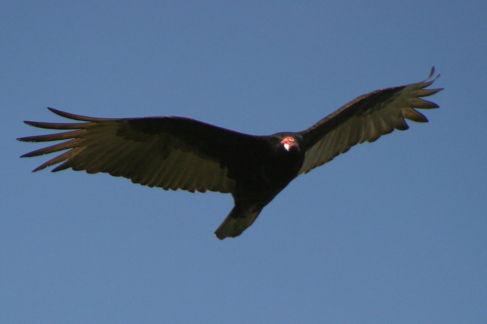 Condor Wings