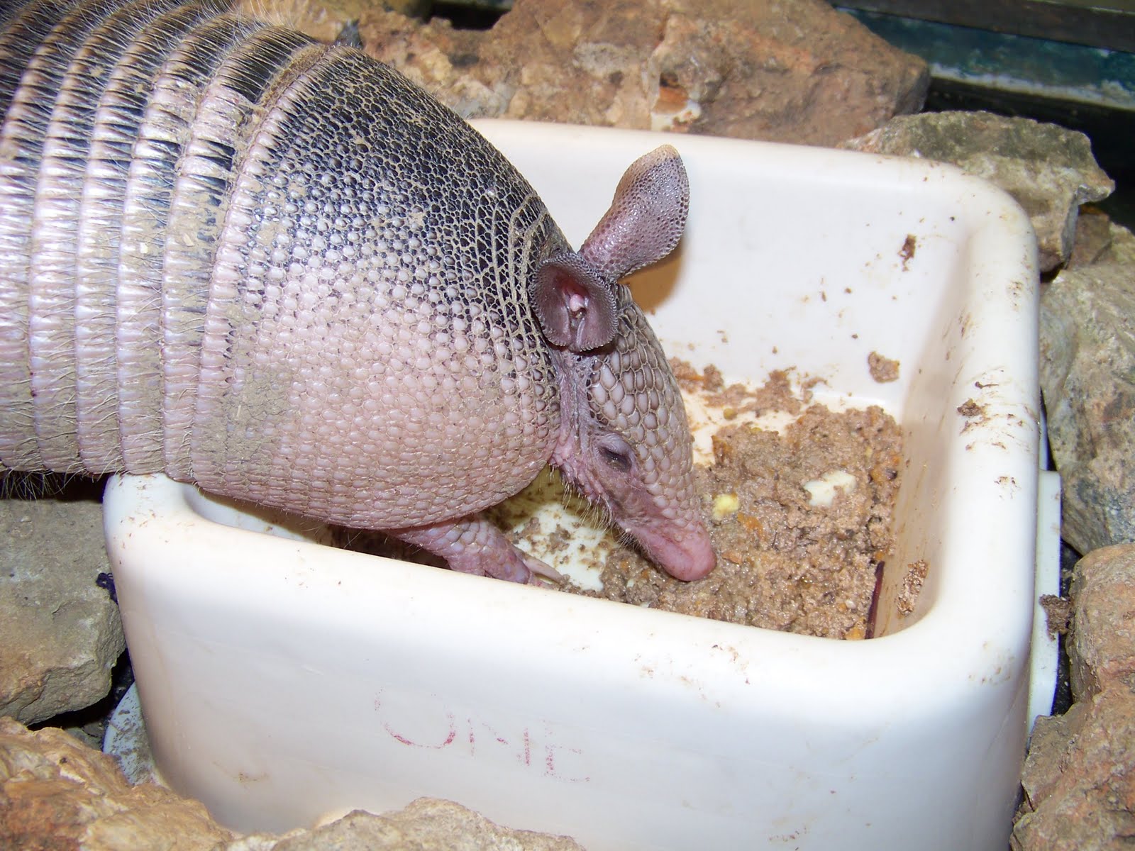 Do Armadillos Eat Vegetables at Glenn Leopard blog