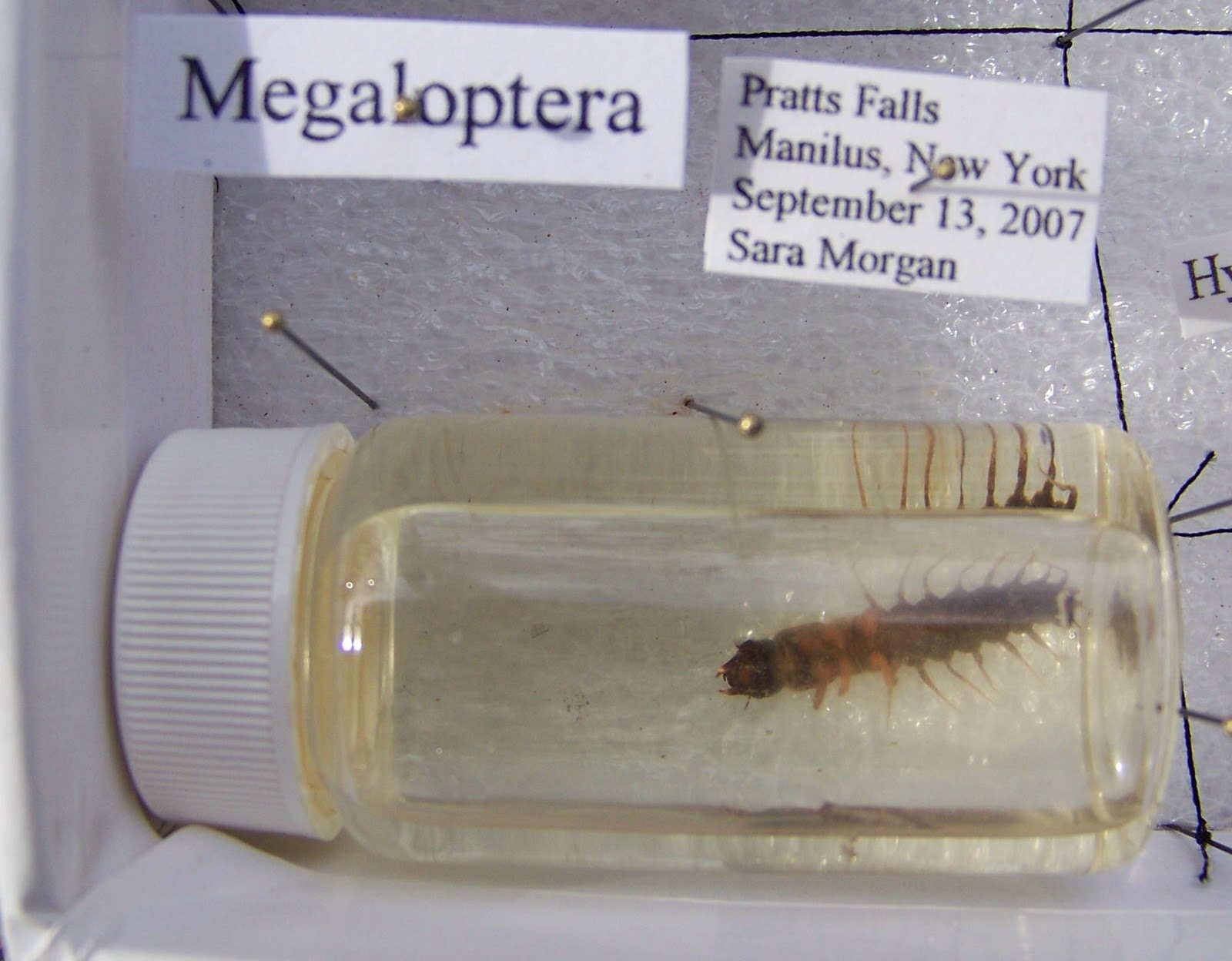 World Bird Sanctuary How to Make an Insect Collection