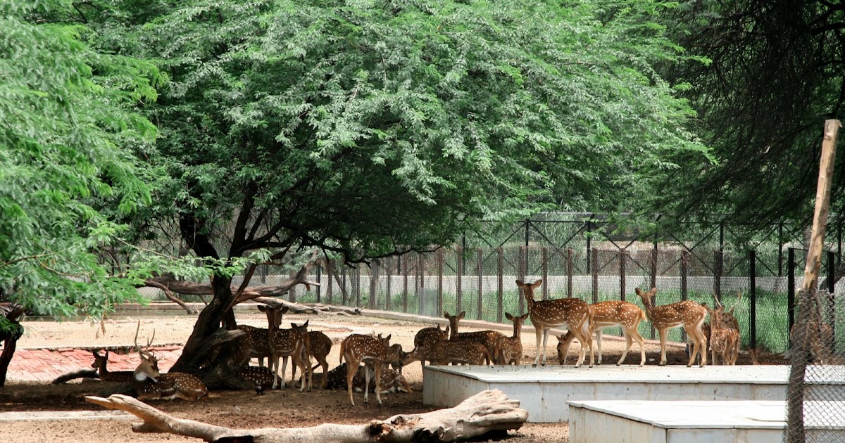 Places to visit in Delhi National Zoological Park Delhiwww