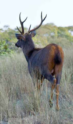Ranthambore wildlife sanctuary is famous for its tigers and is one of the best places in India to see these majestic predators in the jungle. Tigers can be easily spotted even during the day Time. Good time to visit Ranthambore National park is in November and May when the nature of the dry deciduous forests makes sightings common. Its deciduous forests were once a part of the magnificent jungles of Central India.Posted by Ripple (VJ) : ripple, Vijay Kumar Sharma, ripple4photography, Frozen Moments, photographs, Photography, ripple (VJ), VJ, Ripple (VJ) Photography, Capture Present for Future, Freeze Present for Future, ripple (VJ) Photographs , VJ Photographs, Ripple (VJ) Photography :