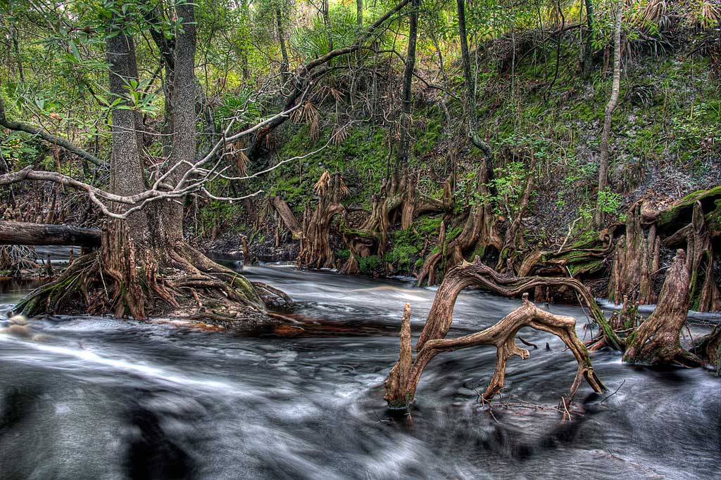 Bob's Photos Sopchoppy River