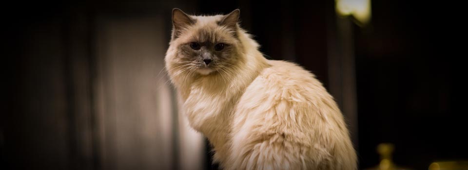 [NYC-AlgonquinCatMatilda.jpg]