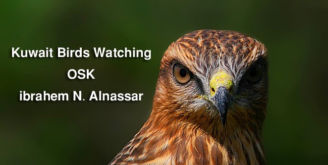 ibrahem N. Alnassar Kuwait Birds Watching
