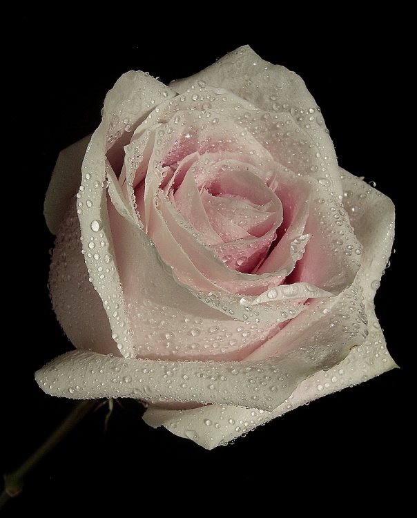 [rosa+orvalhada+-+7.jpg]