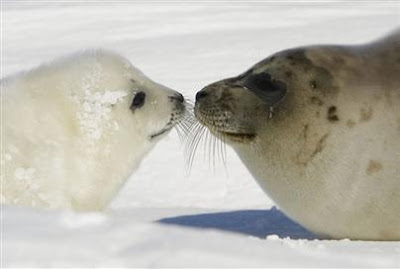 Seal Hug