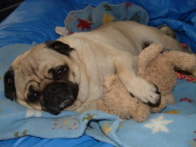 Pug Teddy