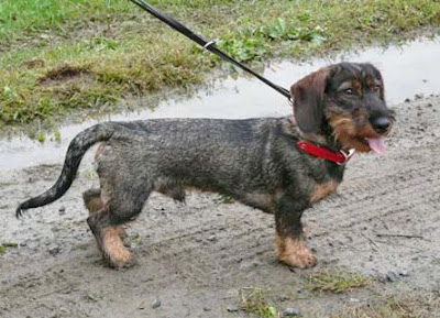 dachshund hunting