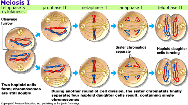 meiosis and mitosis. steps of mitosis.
