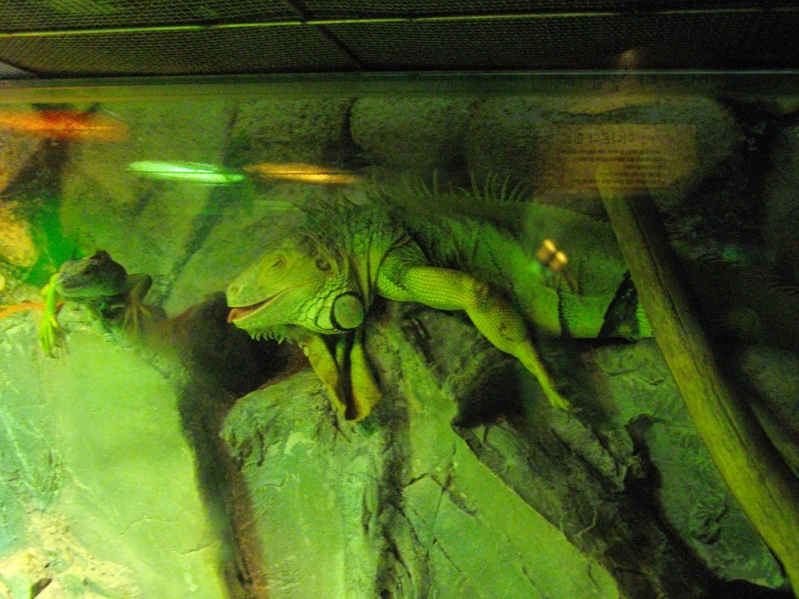 Smoking Iguana