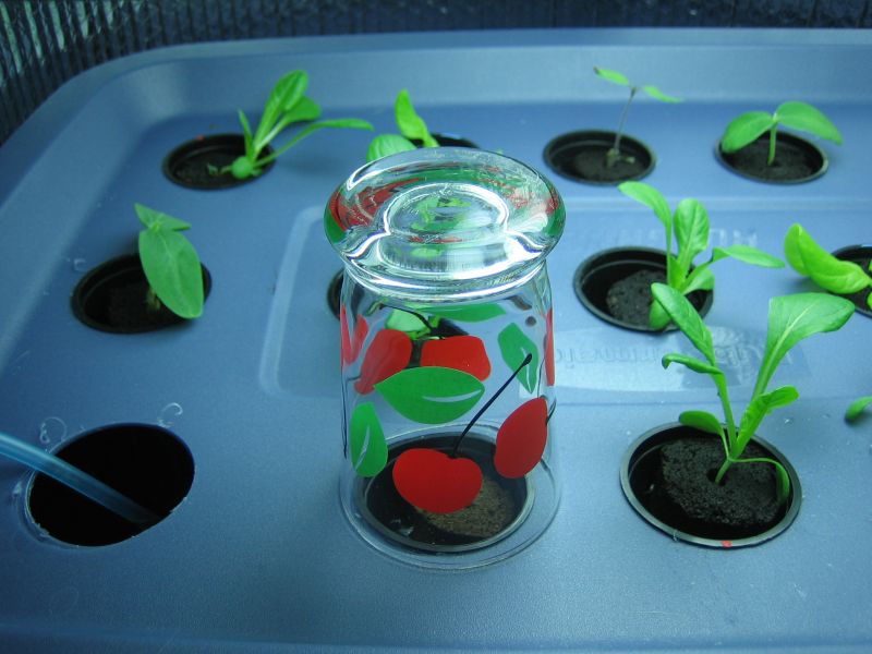 The Bucket Farm How To Germinating seeds