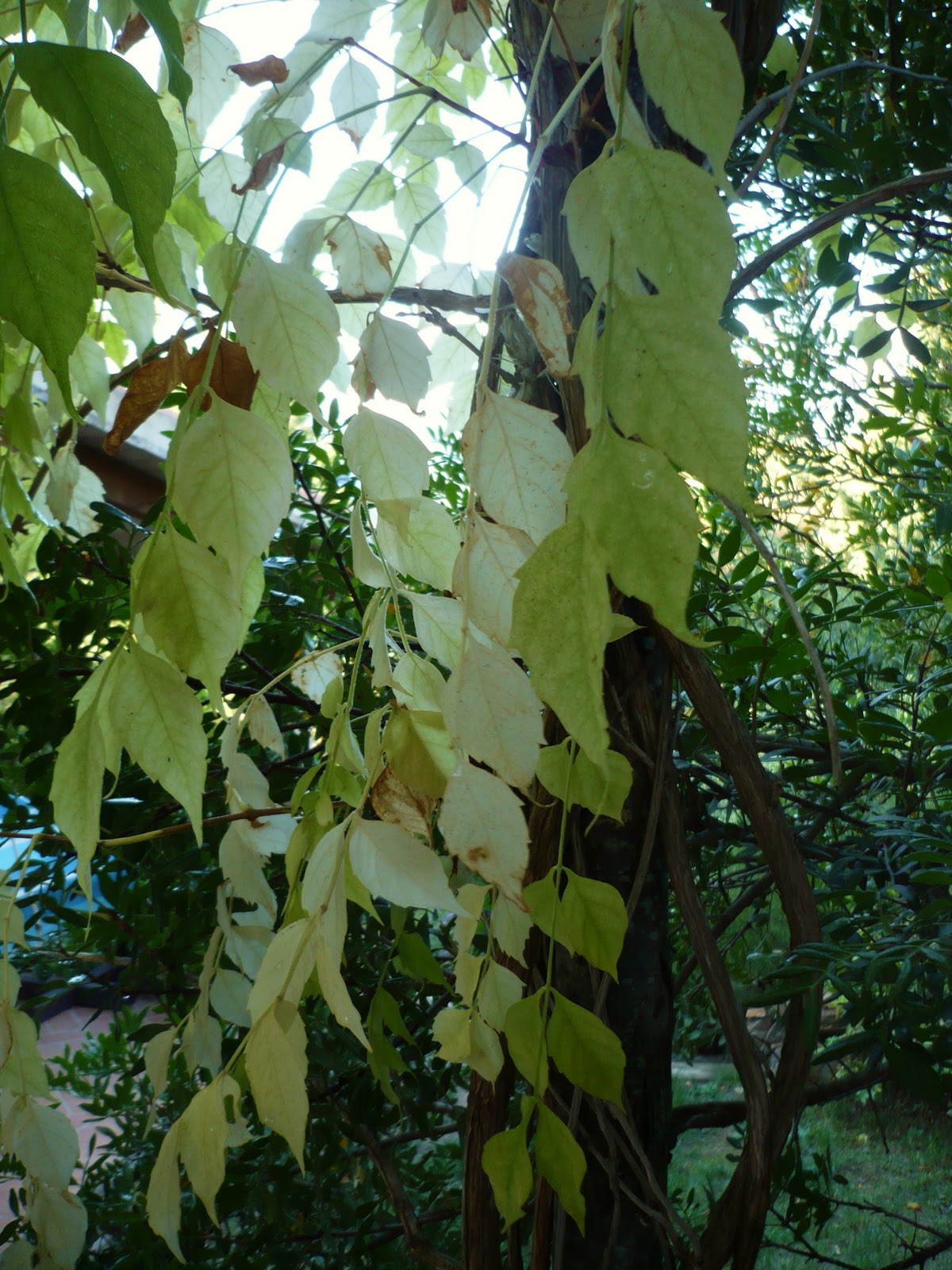 Ottobre 2010 furighedda gardening Imbiancare fiori sul muro