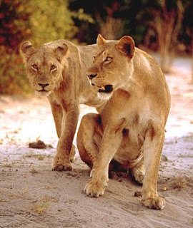 Best Lion Pictures From Africa-Bostwana