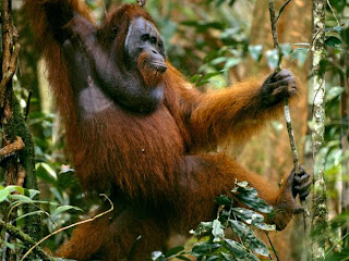 orangutan foundation Indonesia Kalimantan apes oldworld newworld angel canon