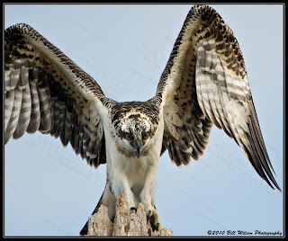 wildlife safari|pics|volunteer|prints|vegetation|jobs|removal|games|images|ringtones|resources|research institute|preservation|catalog