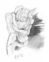 Imagenes De Rosas Chidas Dibujadas A Lapiz Diccionario - Imagenes De Rosas Dibujadas