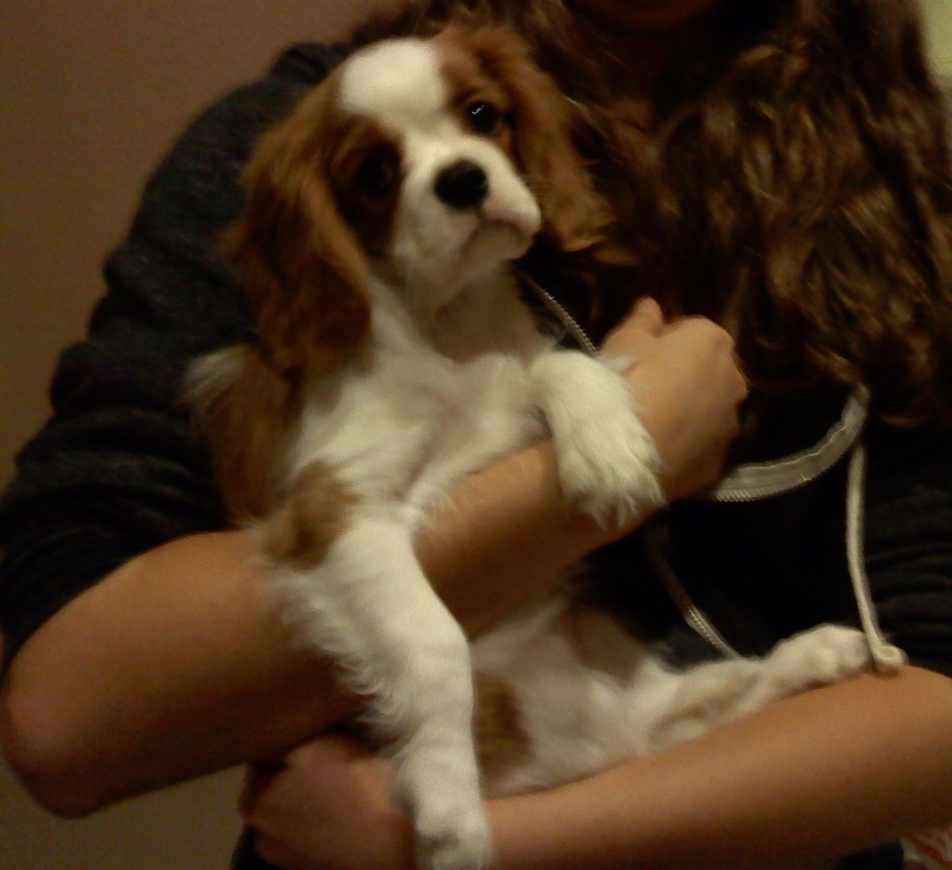 It's a Dog's Life!: Cavalier King Charles Spaniel