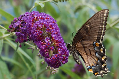 Butterfly on butterfly bush.