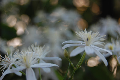 Honeysuckle flowers.