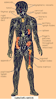 The Human Body: LYMPHATIC SYSTEM