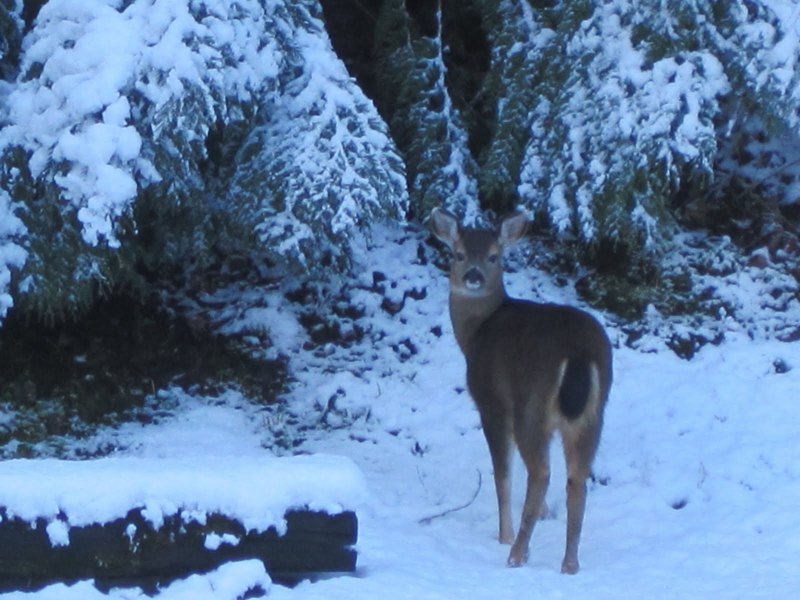 Pieceful Afternoon Deer in the snow!