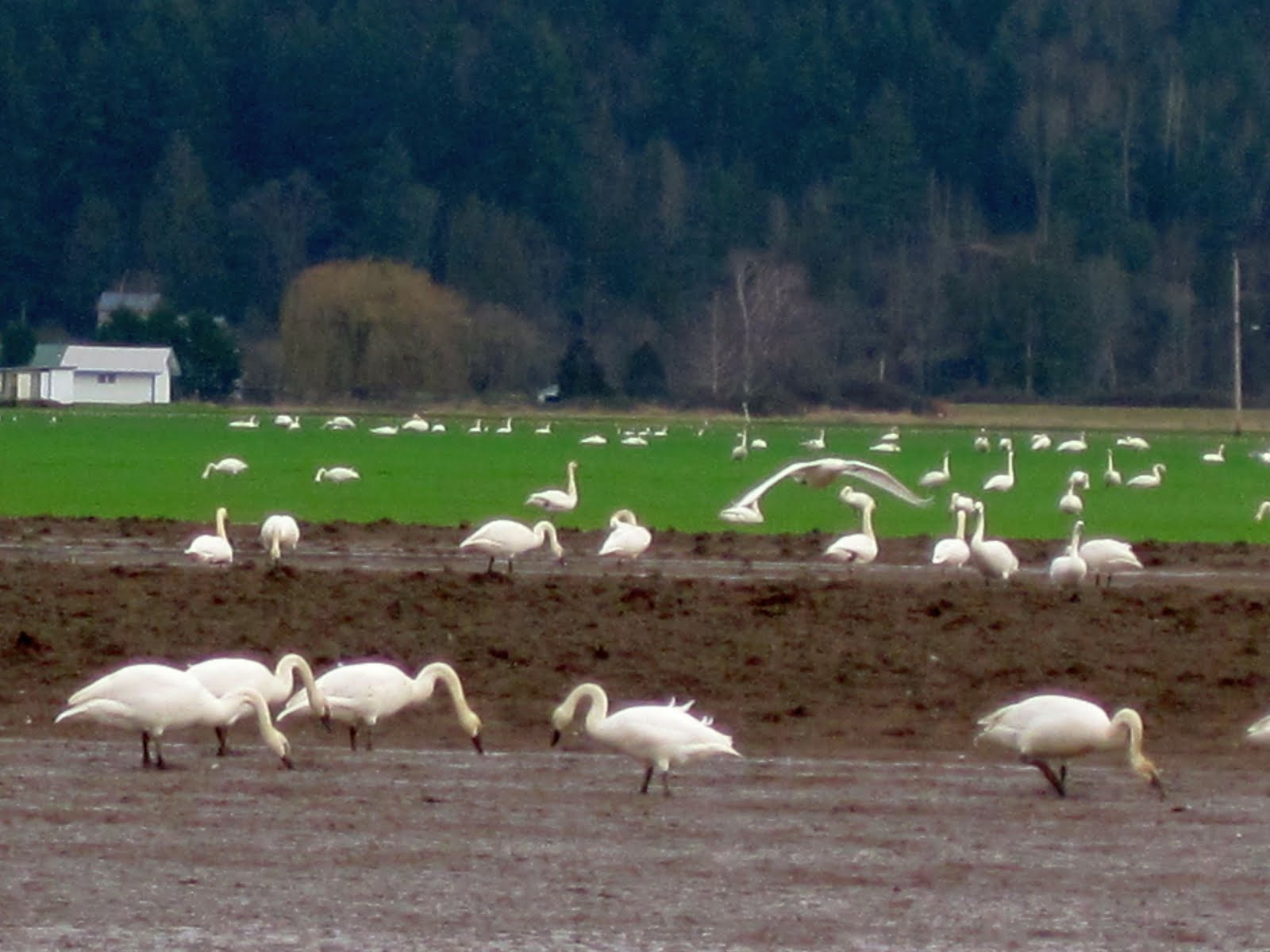 Swans Fly