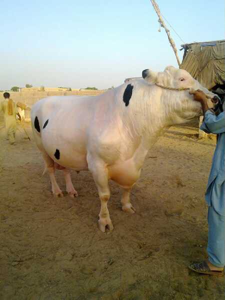 Pakistani Cow | amazingvdos cow mandi in karachi 2010 Pakistani Cow | amazingvdos cow mandi in karachi 2010