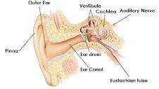 Parts of The Ear