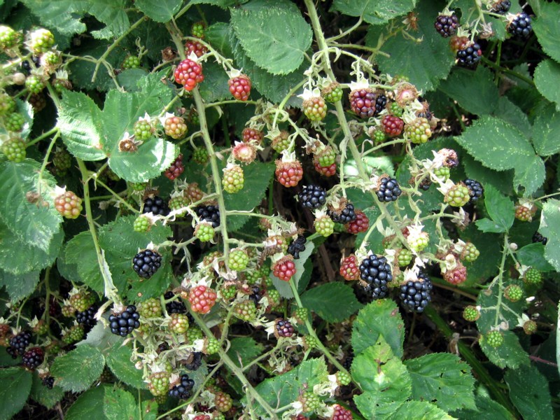 [black+berries.jpg]