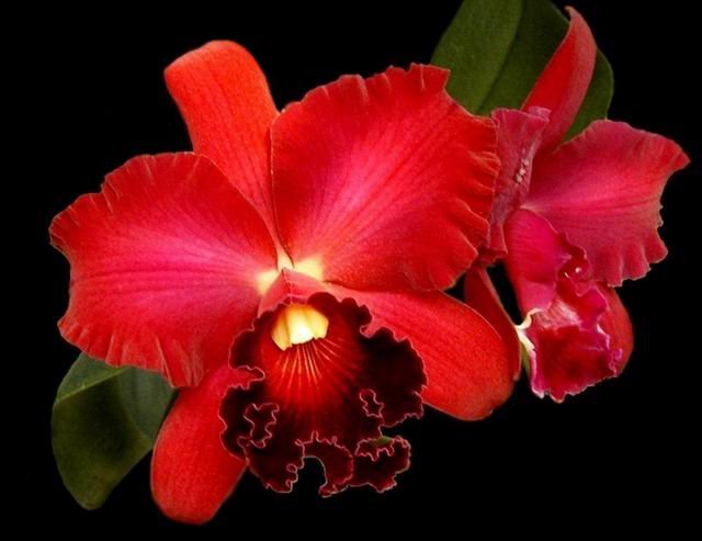 http://4.bp.blogspot.com/_Y3bCfPyeyTI/R1QShEWJYfI/AAAAAAAAPu4/AVIsOKaUkMQ/s1600-R/Potinara_orchid_image_Pot_Miyas_Rad.jpg