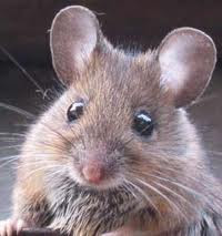 Danger Mouse, Modest Mouse, Mouse on Mars, Electronic, Ambient, techno, trance, disco, Music, drums, Bass,