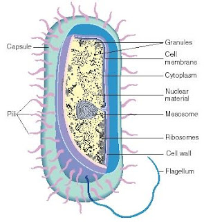 ... in pseudomonas aeruginosa strains isolated in ear infection in libya