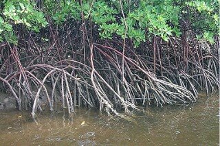 [1.2+Mangue+do+Pontal+de+Maracaípe.jpg]