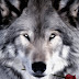 Imagens de lobos