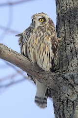 Short-eared owl